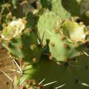Image of cactus apple
