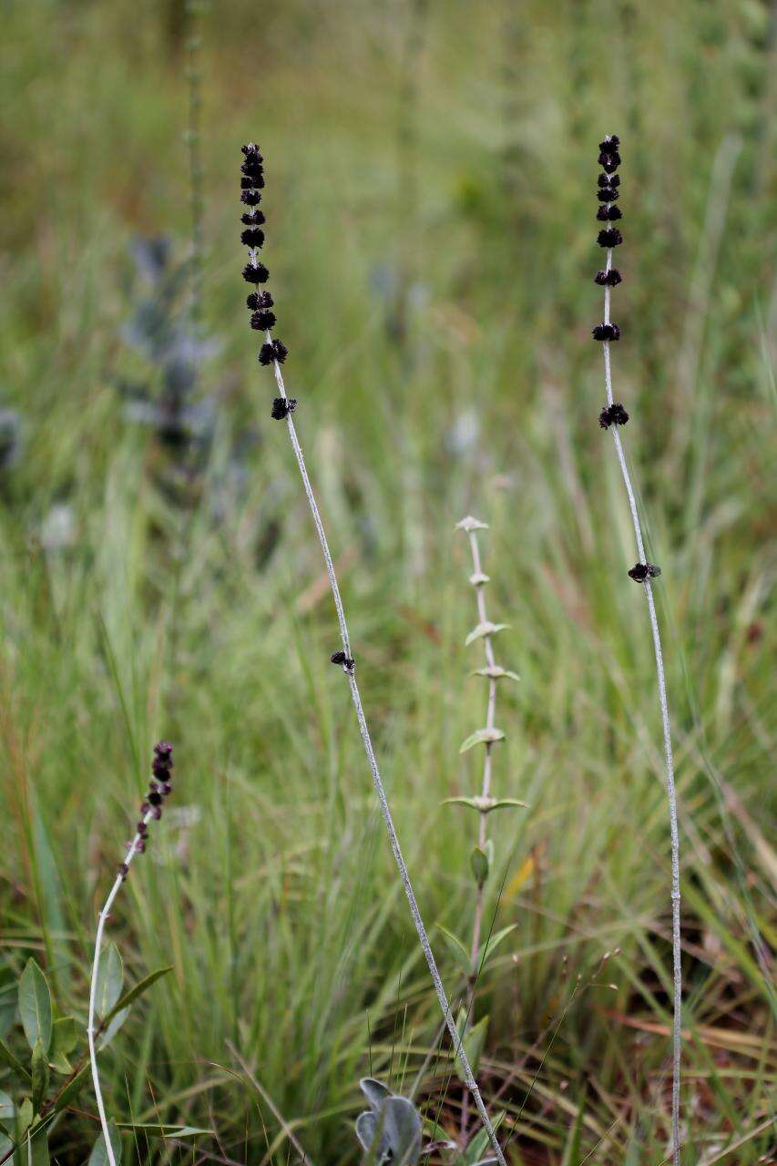 Image of bushmint