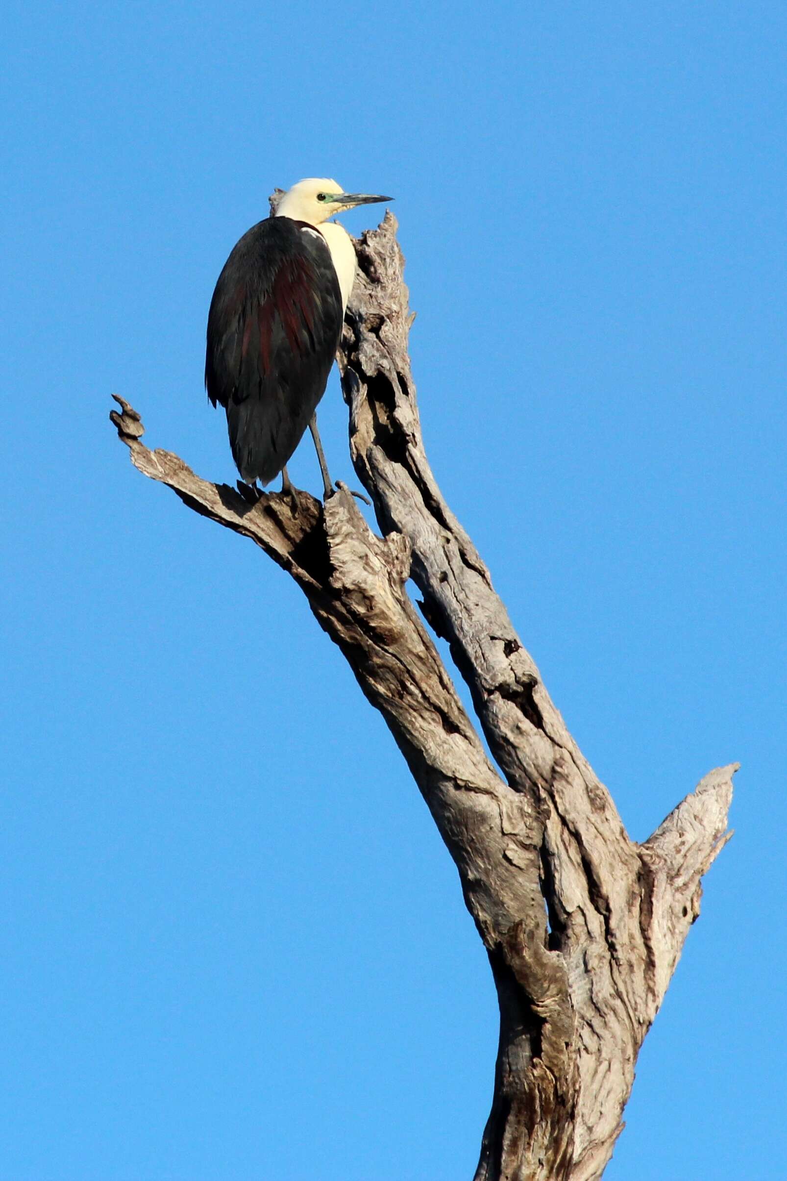 Image of Pacific Heron