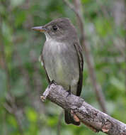 Image of Pewee