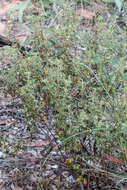 Image of Boronia duiganiae M. F. Duretto