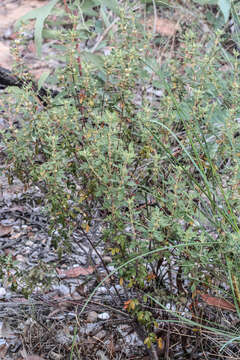 Image of Boronia duiganiae M. F. Duretto