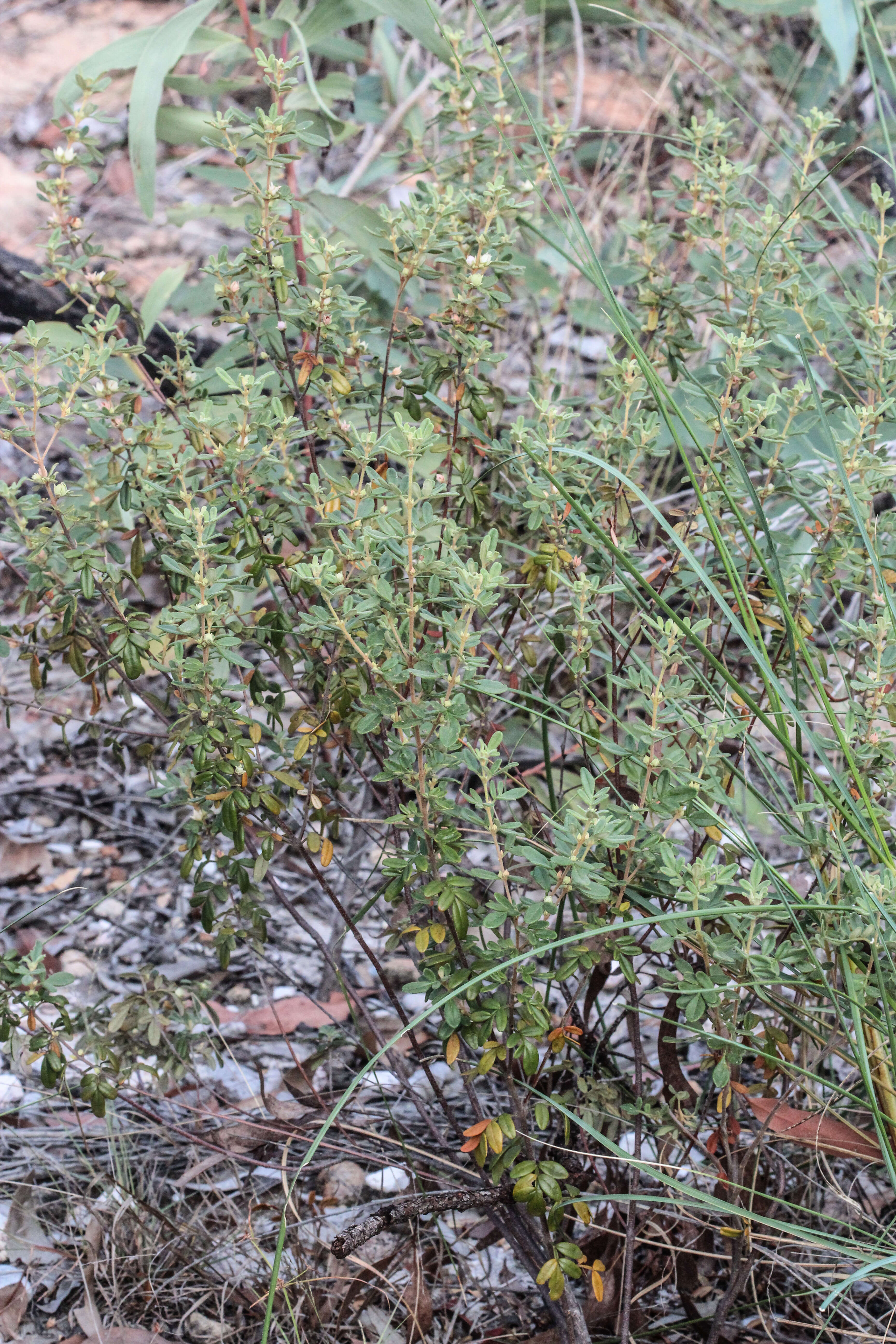 Image of Boronia duiganiae M. F. Duretto