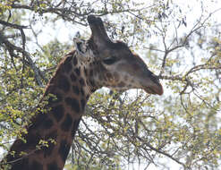 Image of Southern giraffe