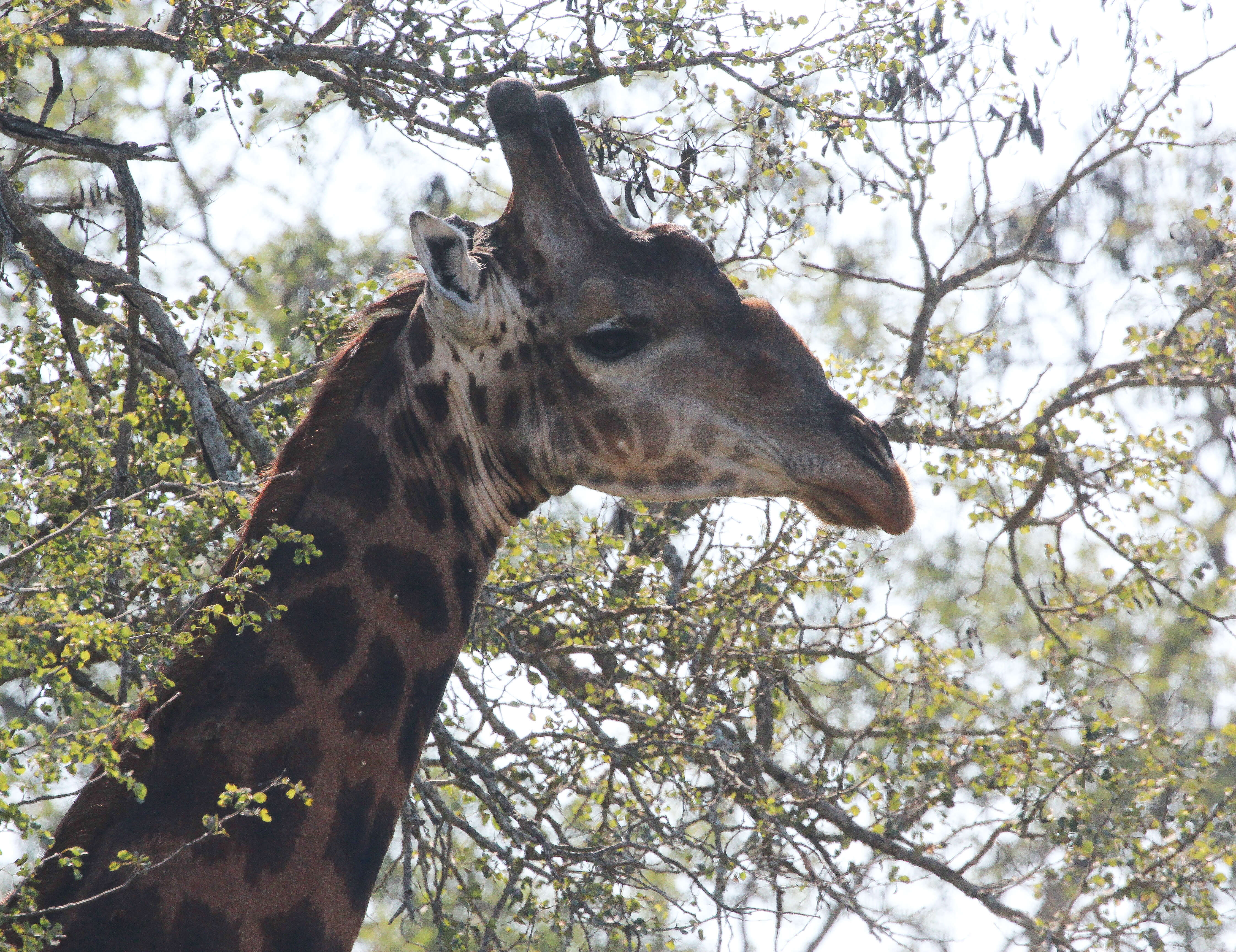 Image of Southern giraffe