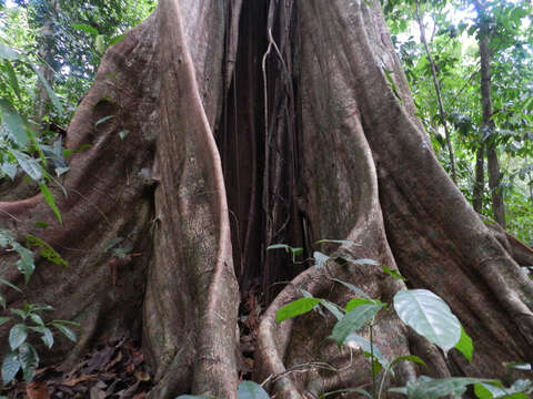 Ficus obtusifolia Kunth的圖片