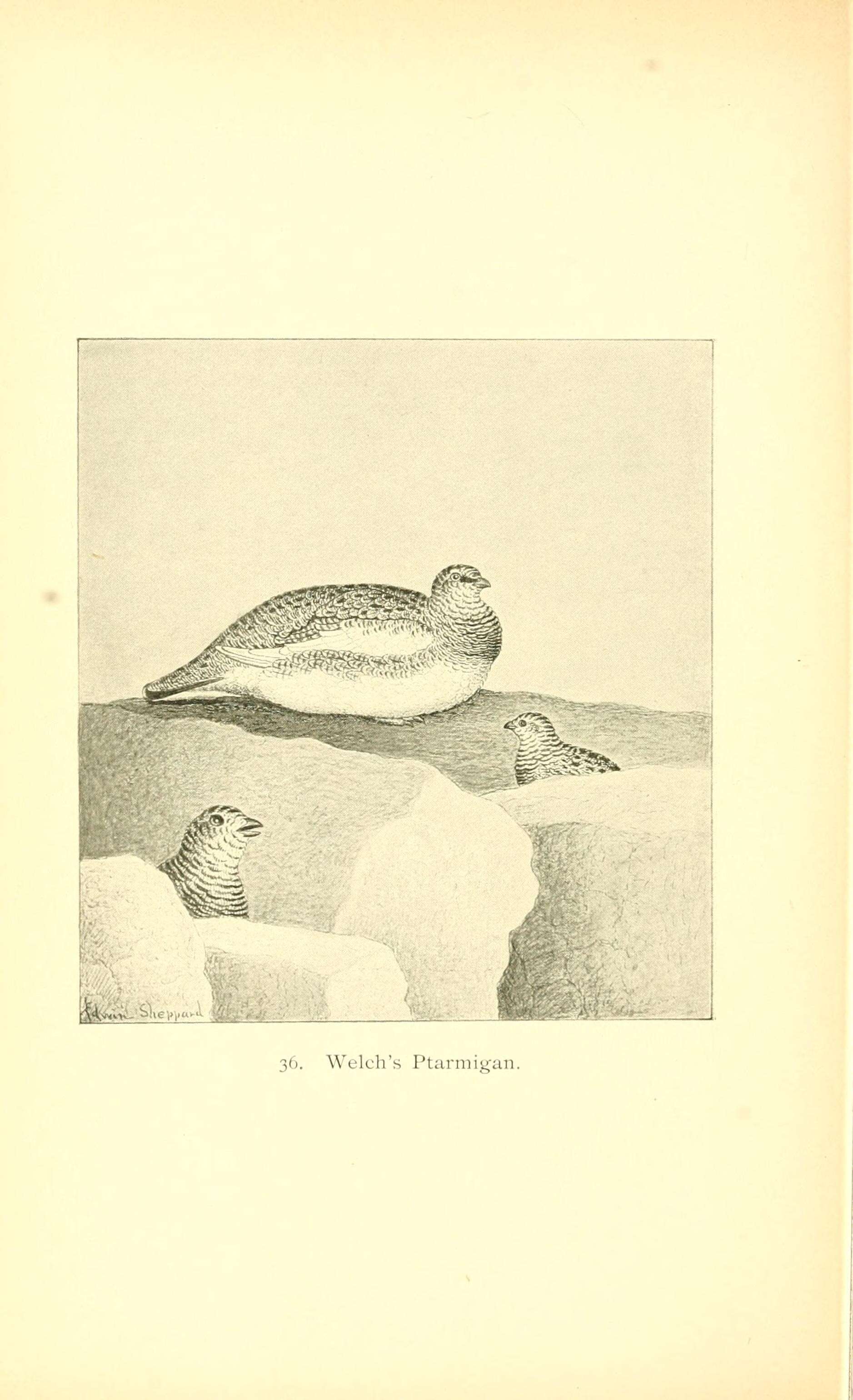 Image of Lagopus muta welchi Brewster 1885