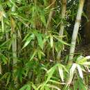 Sivun Gigantochloa verticillata (Willd.) Munro kuva