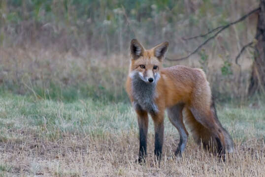 Image of Foxes