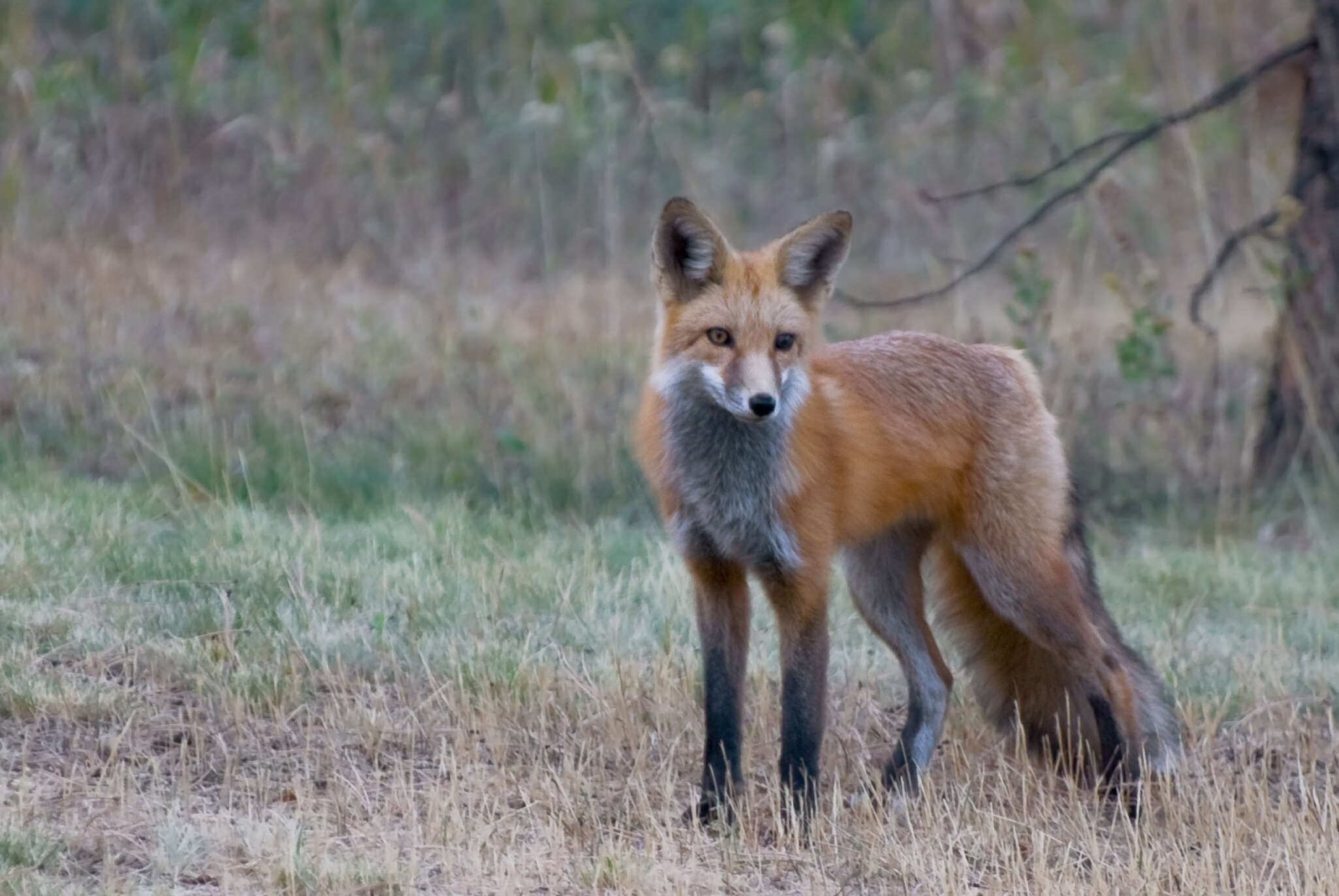 Image of Foxes