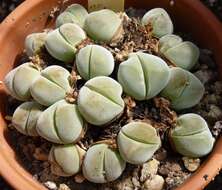 Imagem de Gibbaeum dispar N. E. Br.