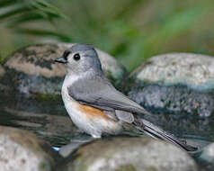 Image of American Titmice