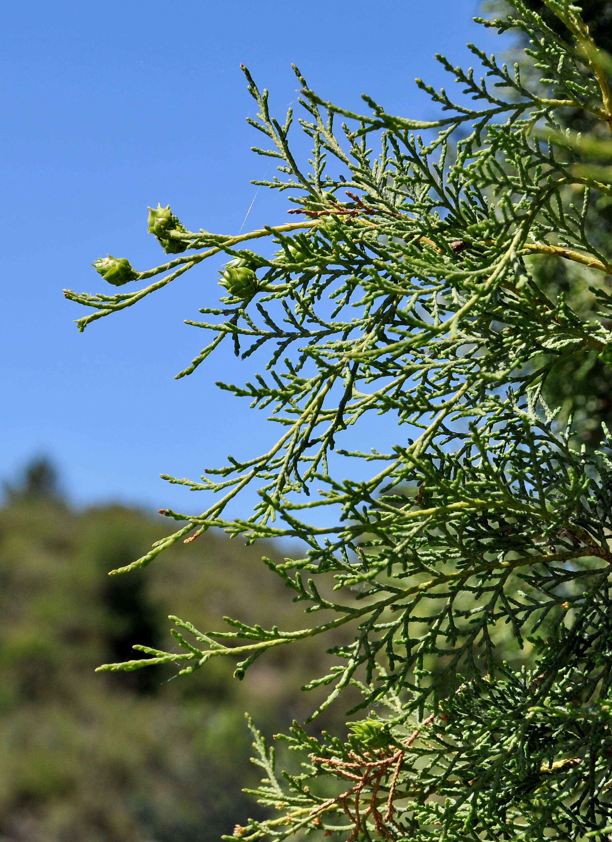 Imagem de Juniperus thurifera L.