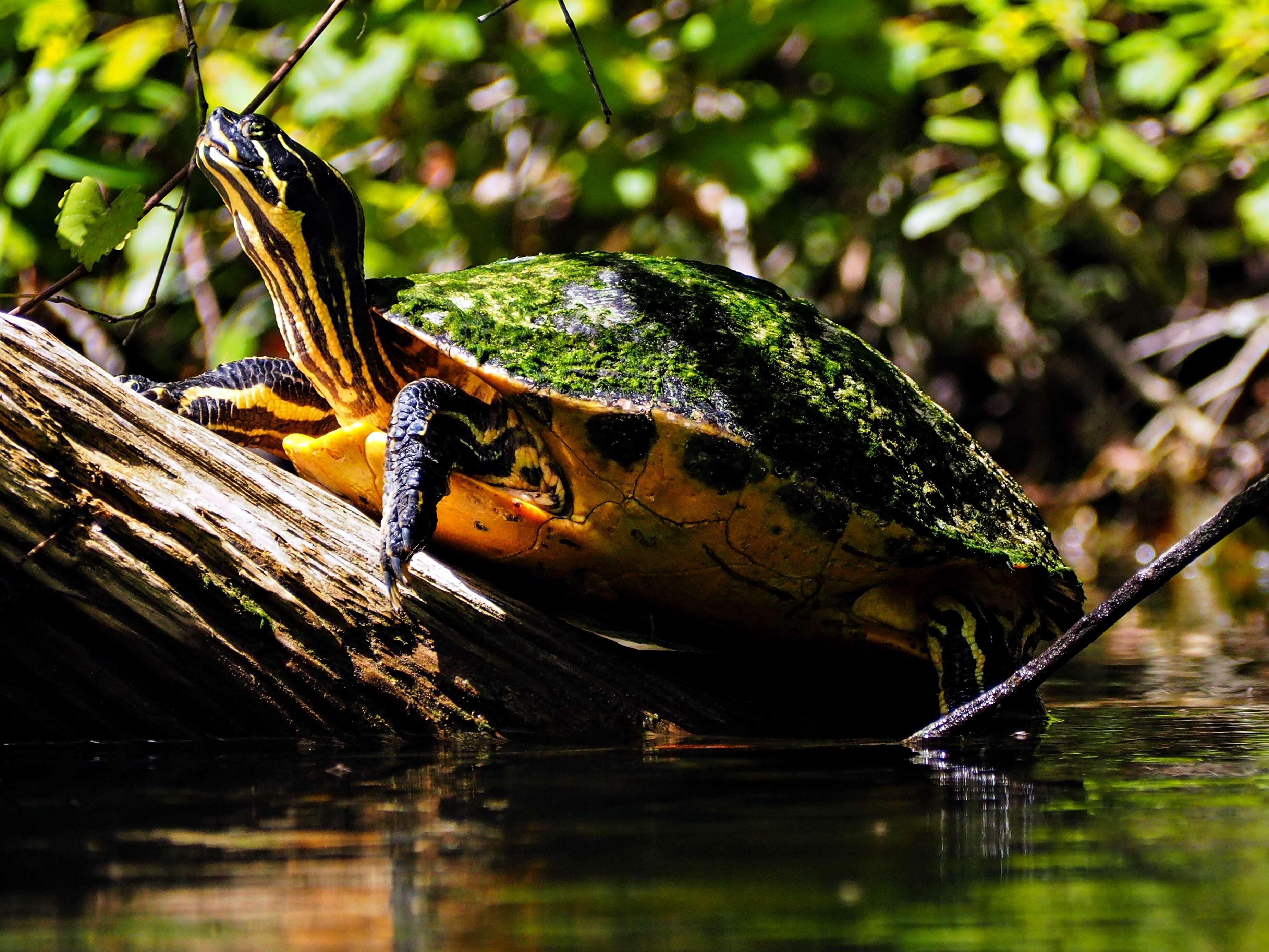 Image of Cooter Turtles