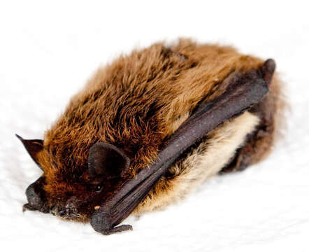 Image of whiskered bat, european whiskered bat