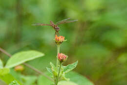 Image of Amberwings