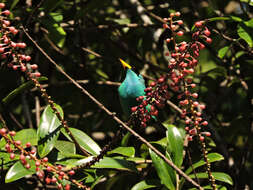 Image of Sarcopera sessiliflora (Triana & Planch.) H. G. Bedell