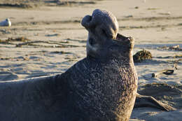 Image of pinniped