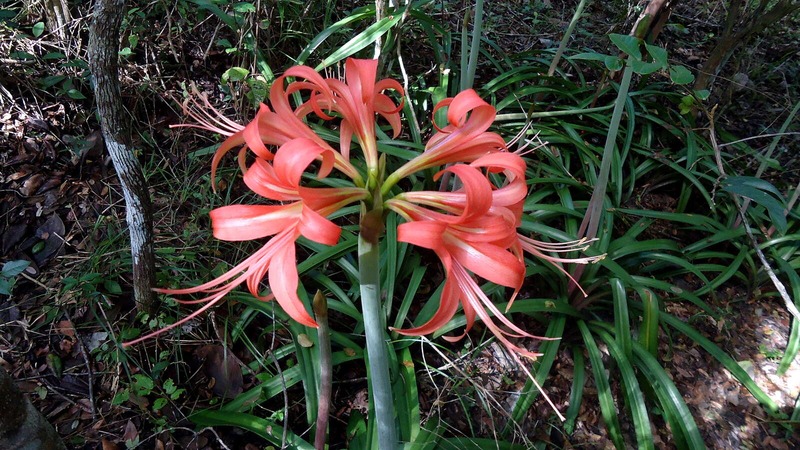 Слика од Hippeastrum stylosum Herb.