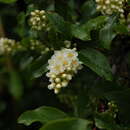 Imagem de Prunus virginiana var. melanocarpa (A. Nels.) Taylor & Mac Bryde