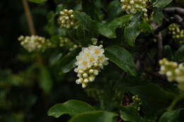 Sivun Prunus virginiana var. melanocarpa (A. Nels.) Taylor & Mac Bryde kuva