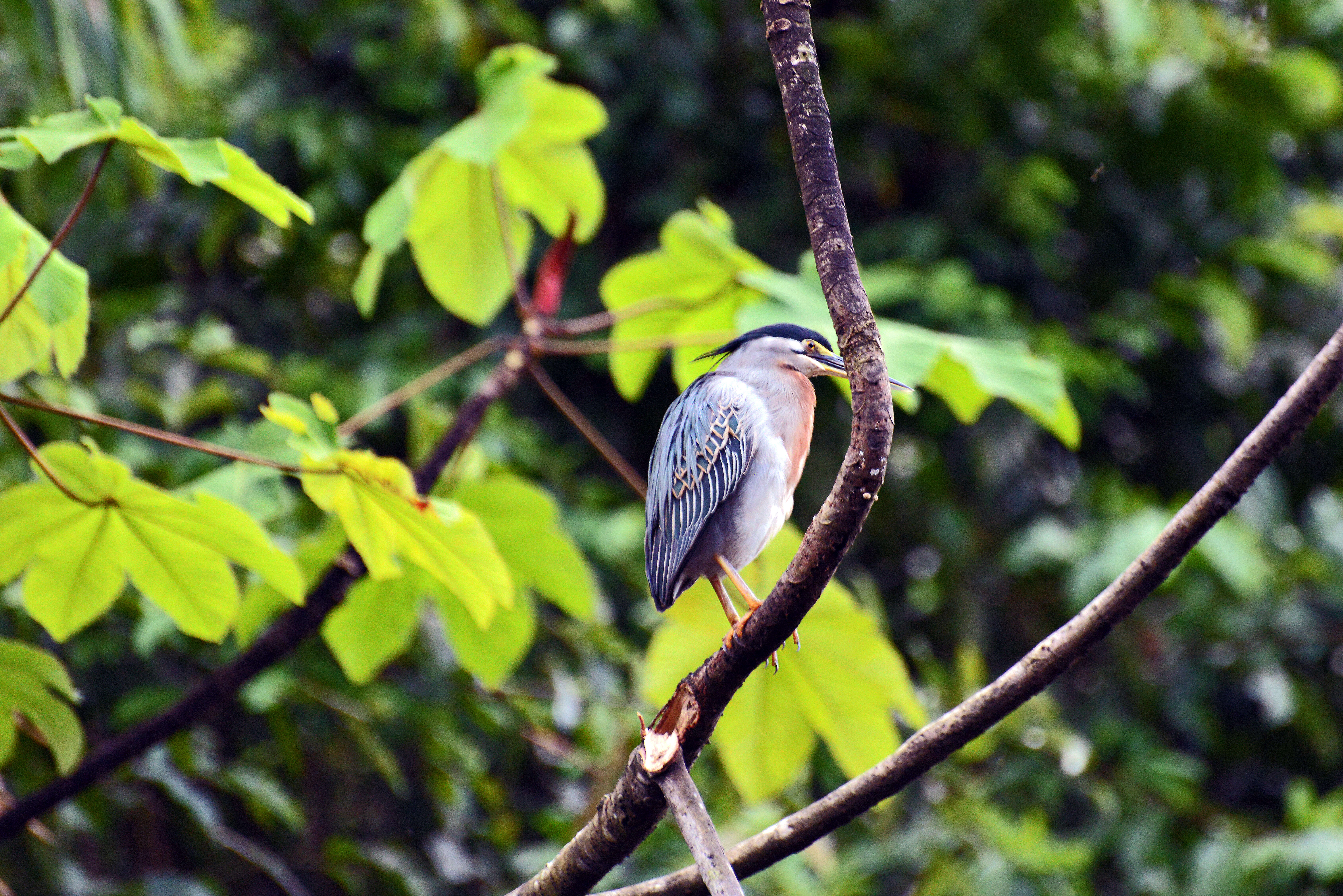 Image of Night Herons