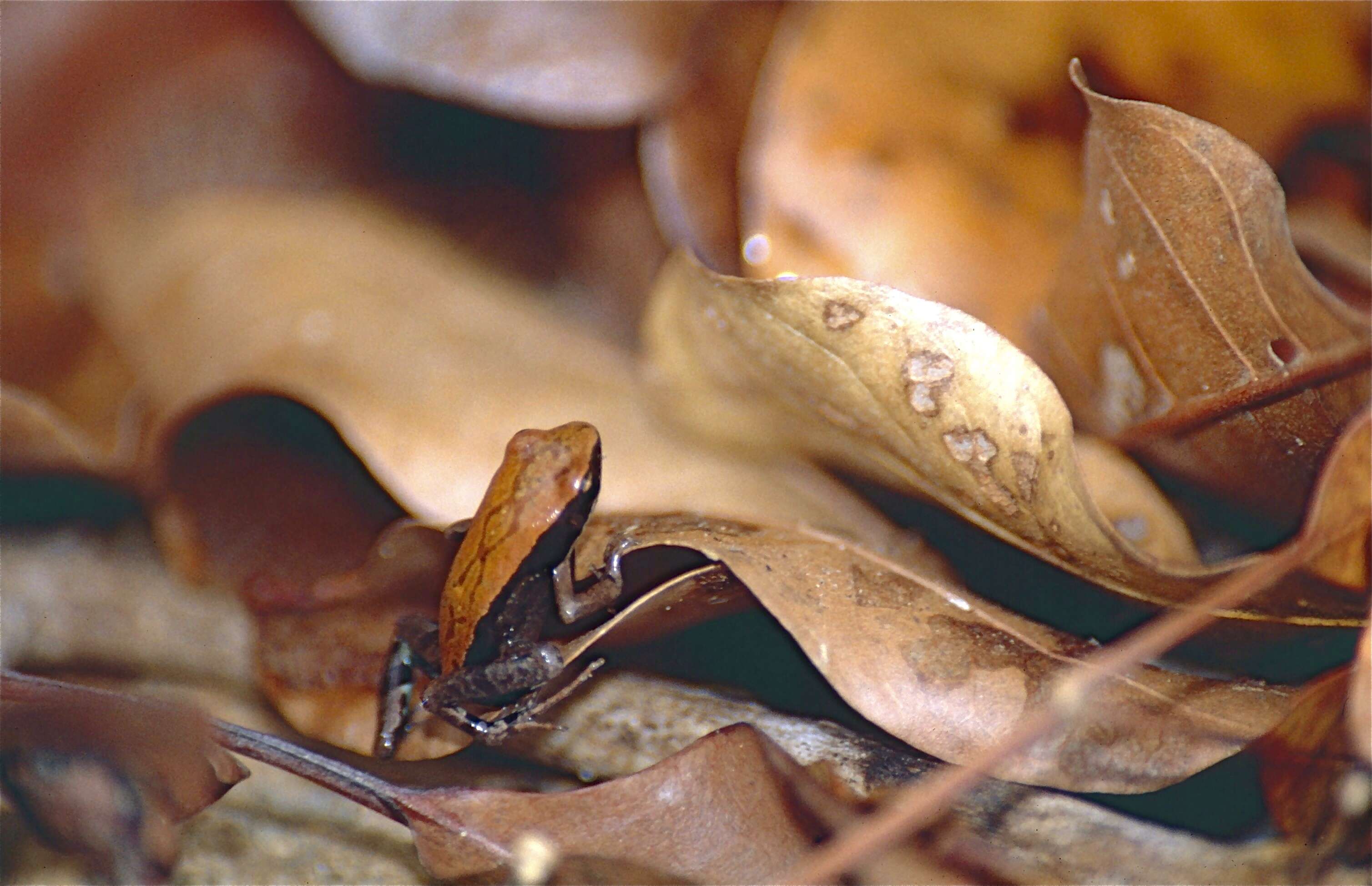 Image of Betsileo Golden Frog