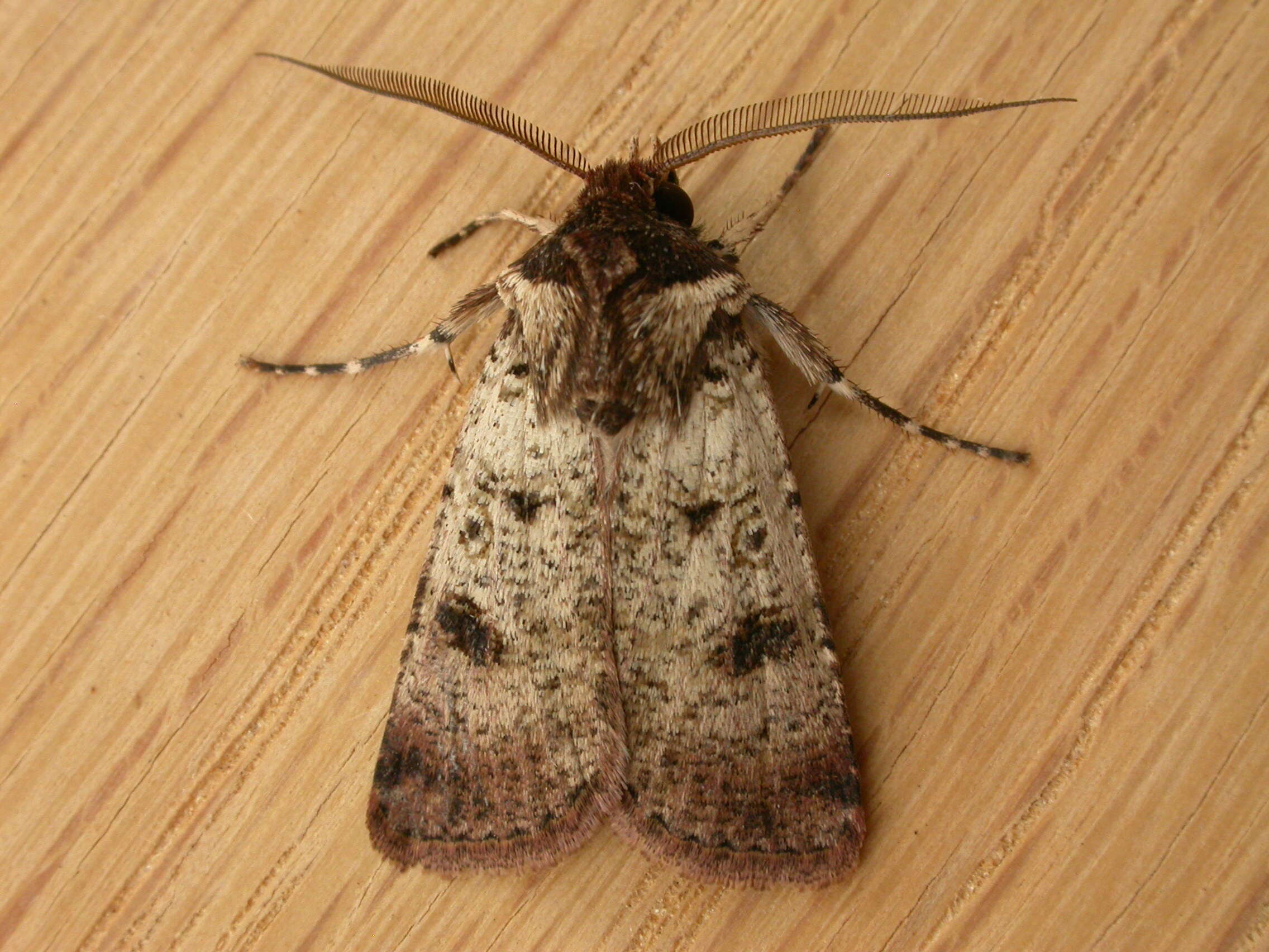 Image of Agrotis porphyricollis Guenée 1852