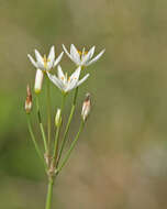 Image of false garlic