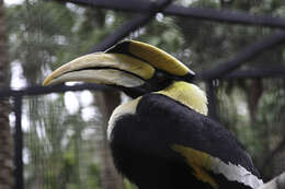 Image of Helmeted hornbill