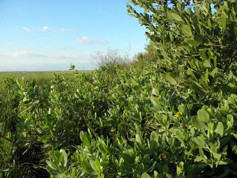 صورة Borrichia frutescens (L.) DC.