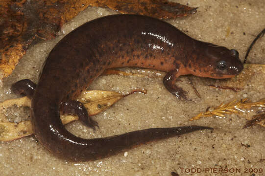 Image of Eastern Mud Salamander