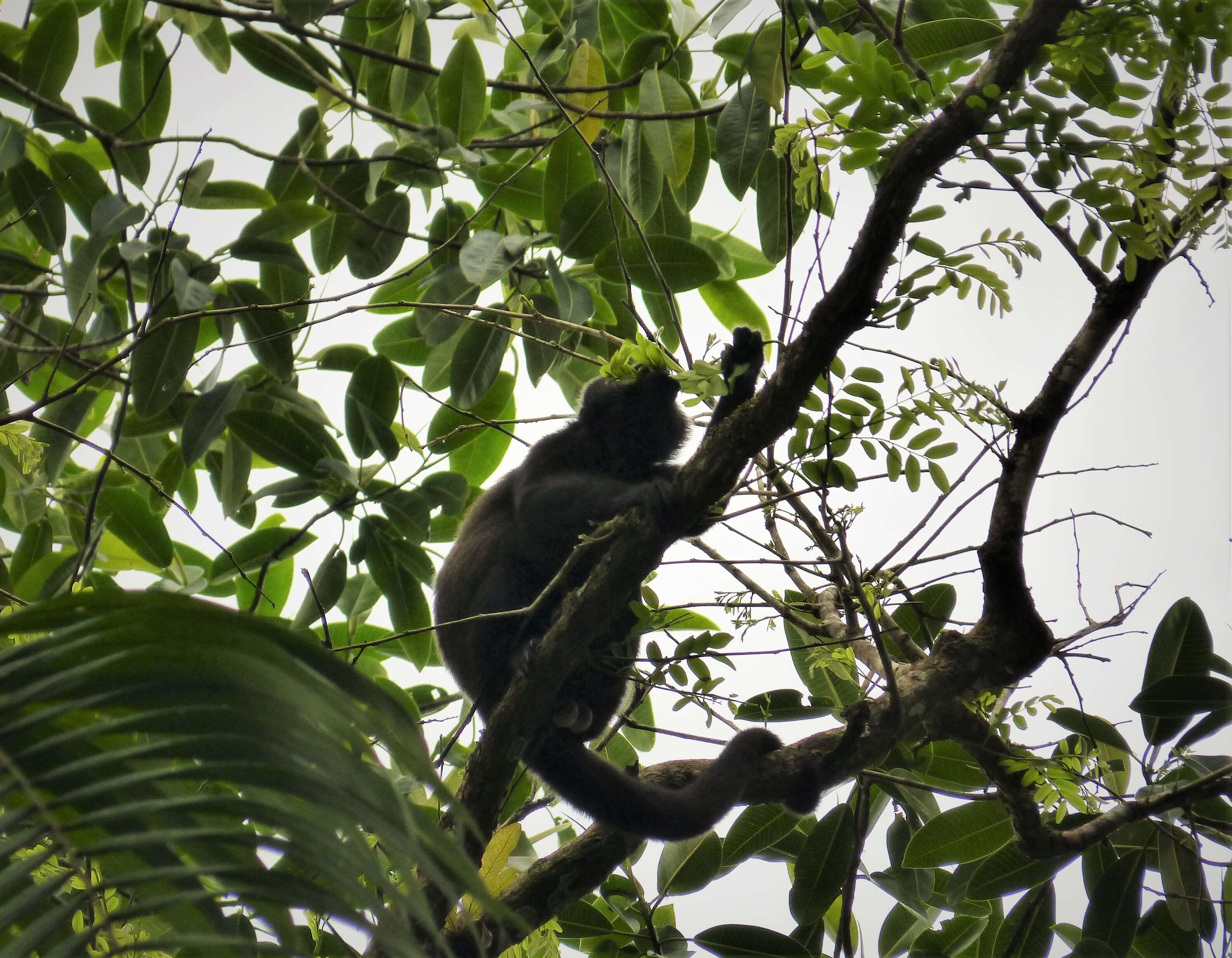 Image of Ecuadorian Mantled Howling Monkey