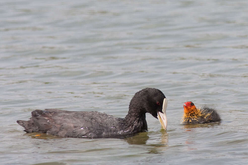 Image of Common Coot