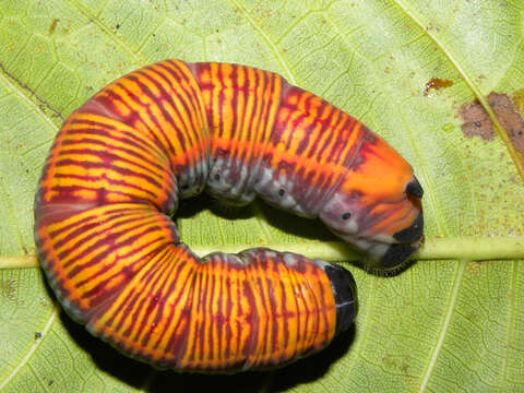 Ficus crocata (Miq.) Mart. ex Miq.的圖片