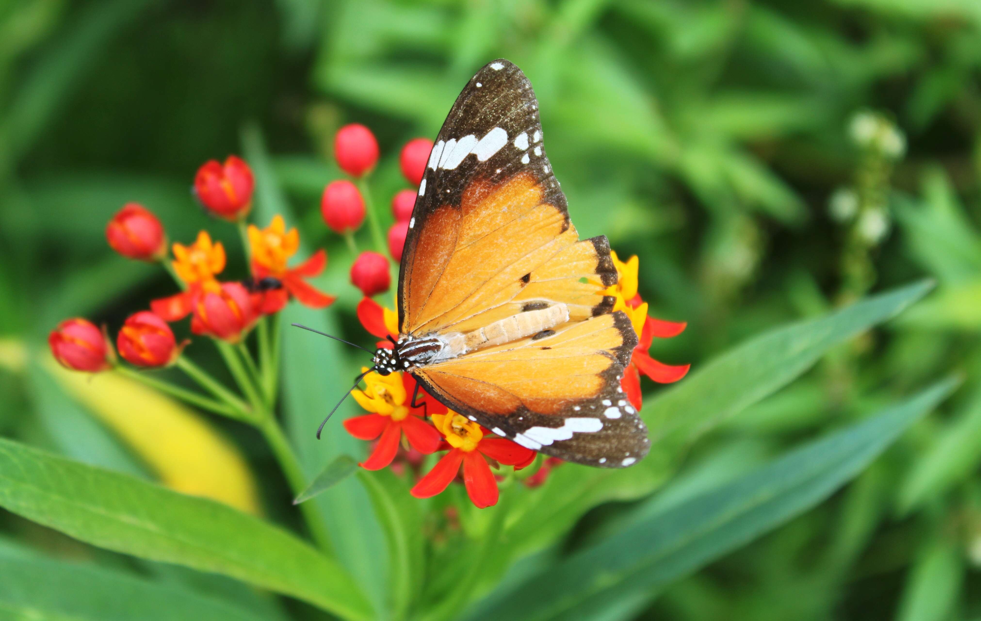 Image of milkweed