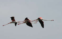 Imagem de Phoenicopterus Linnaeus 1758