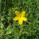 Image of Texas yellowstar