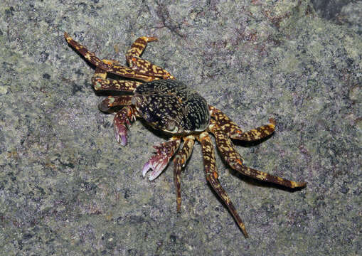 Image of Shore crab