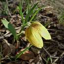 Image of Fritillaria crassifolia subsp. crassifolia