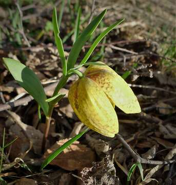 Image of Fritillaria crassifolia subsp. crassifolia