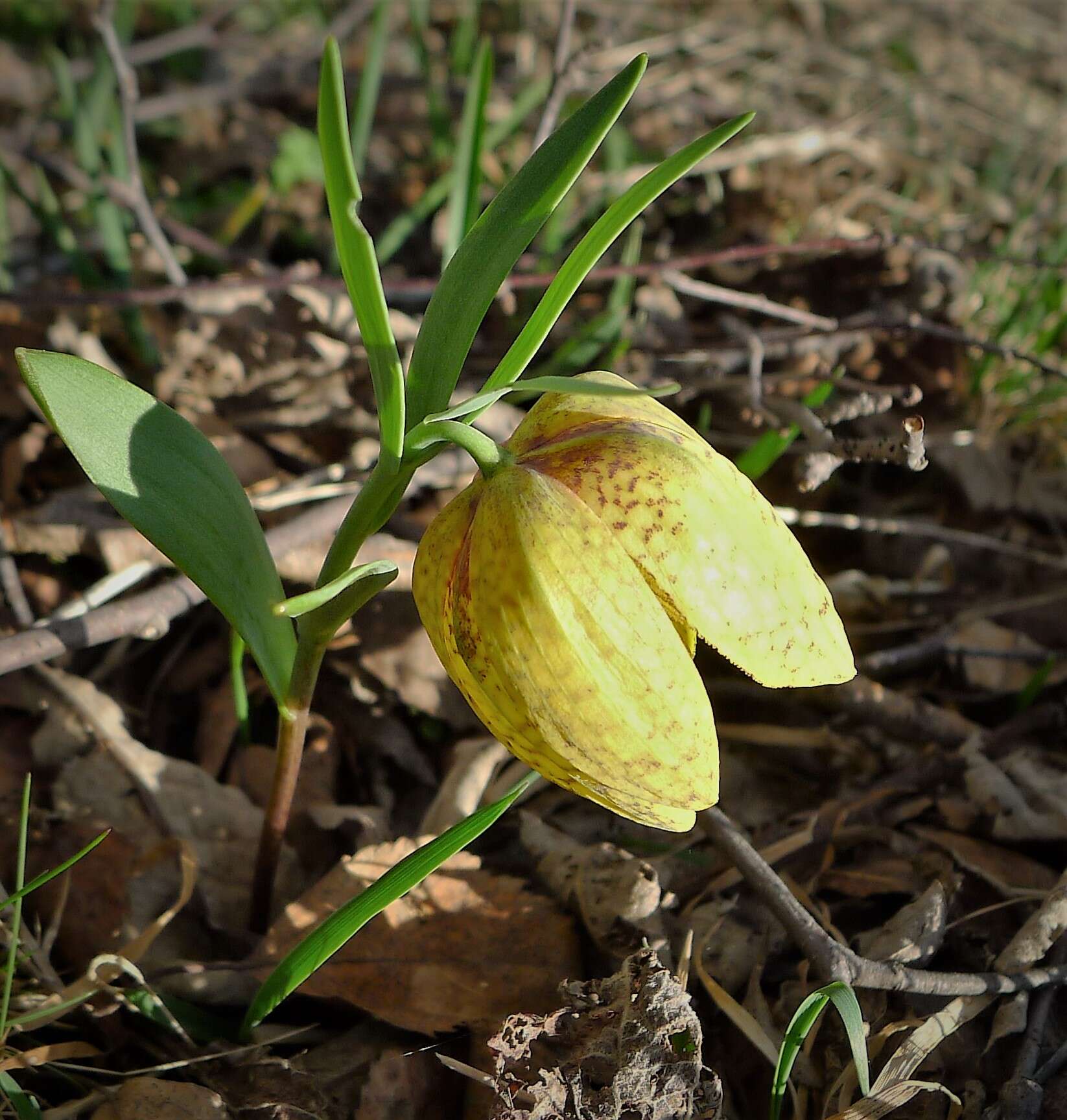 Image of Fritillaria crassifolia subsp. crassifolia