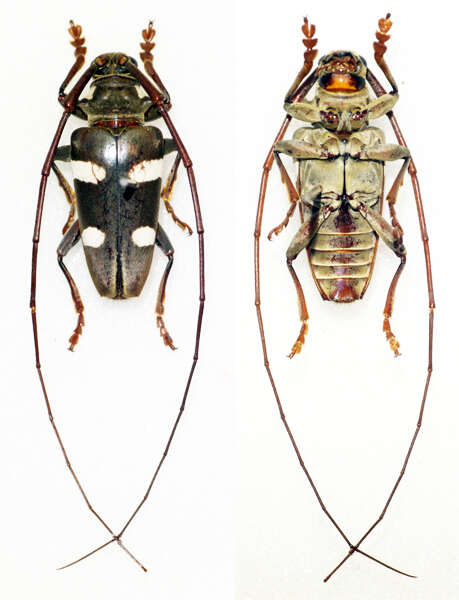 Image of Cereopsius