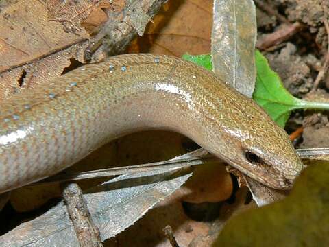 Image of Slow worm