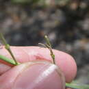 Sivun Hesperidanthus linearifolius (A. Gray) Rydb. kuva