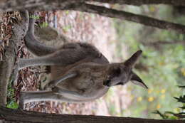 Image of Macropus giganteus giganteus Shaw 1790