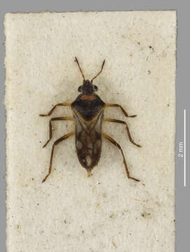 Image of Microvelia vagans White 1878