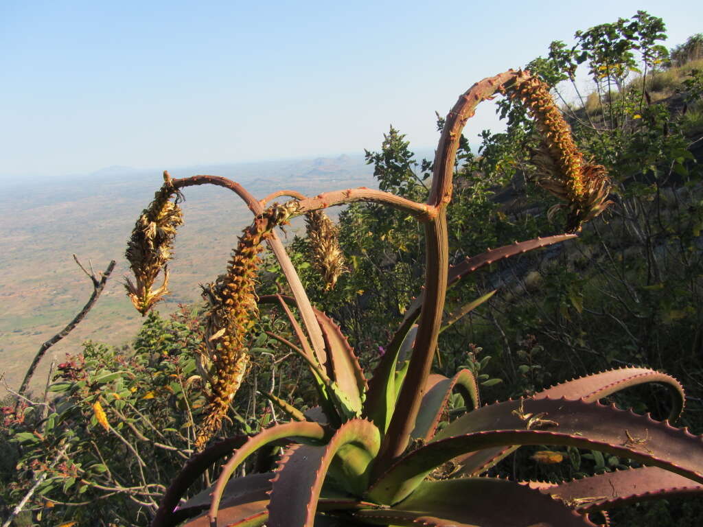 Aloe ribauensis T. A. McCoy, Rulkens & O. J. Baptista resmi