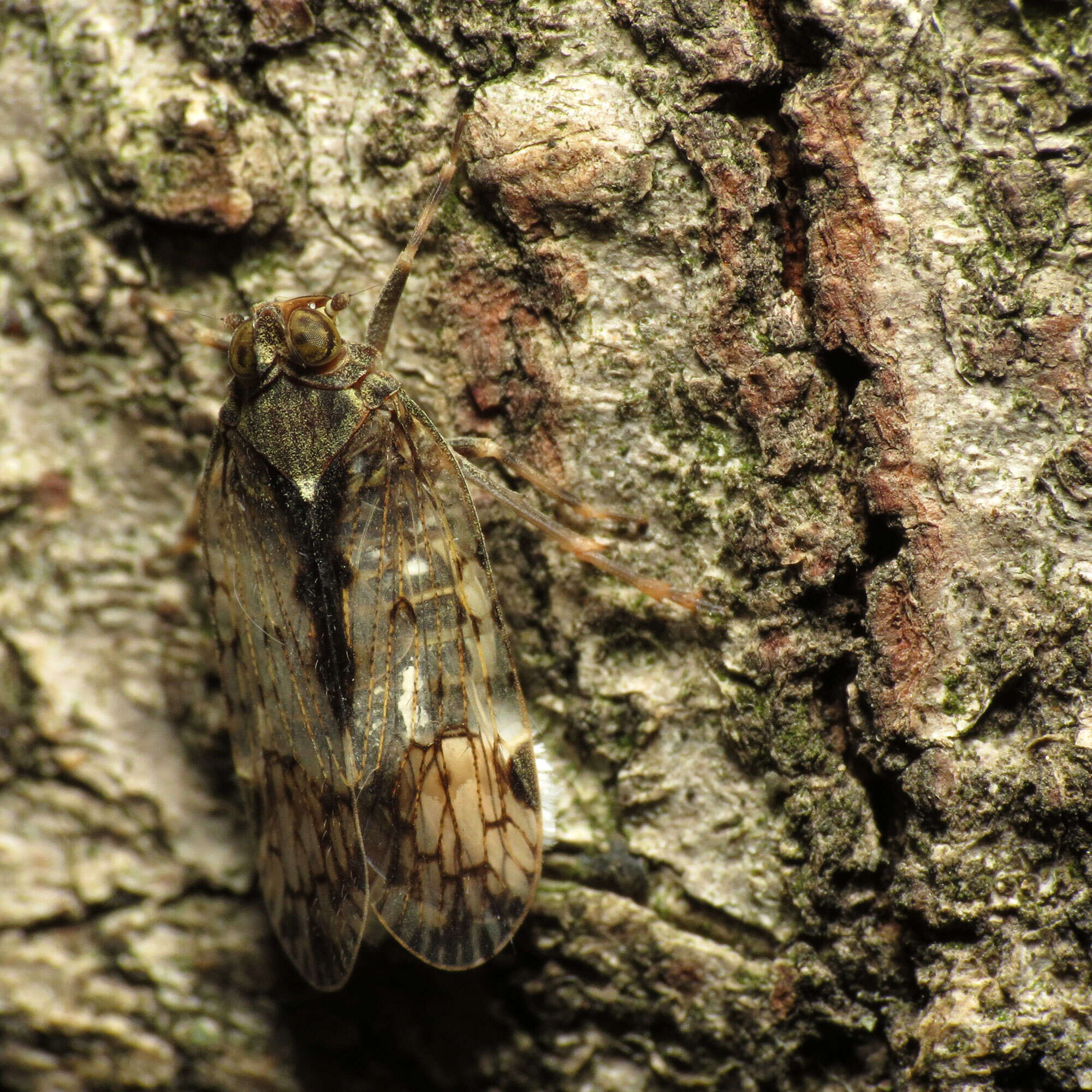 Image of cixiid planthoppers