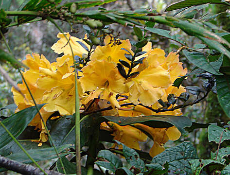 Image of Rhododendron lowii Hook. fil.